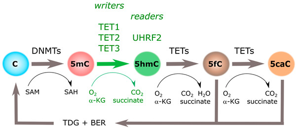 Nature同款，5羟甲基胞嘧啶(5hmC)羟化酶 TET活性分析