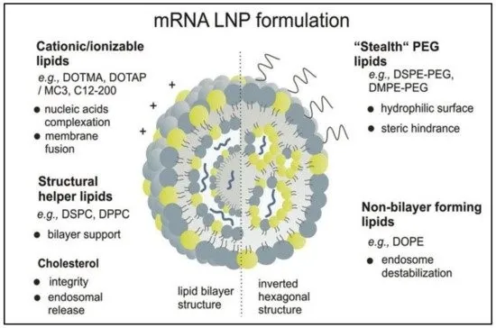 没有脂质递送，就没有mRNA疫苗
