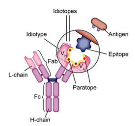 功能阻遏\专一型抗抗体制备