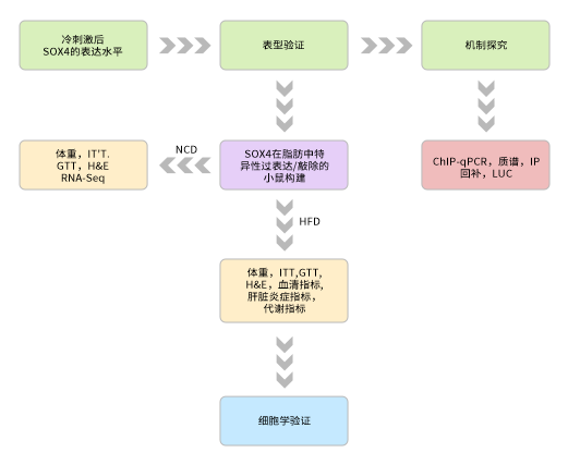 米色脂肪如何成为对抗肥胖的潜在新靶点