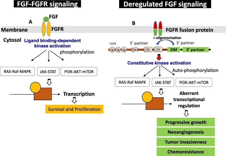 小分子化合物——FGFR 抑制剂