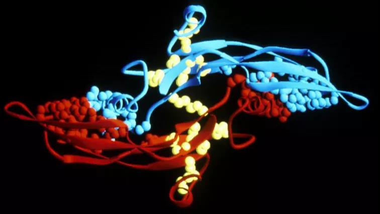 TGF-β：乘风破浪的转化生长因子