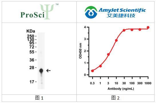 艾美捷ProSci丨ProSci HIV-1 p24 抗体解决方案 艾美捷ProSci丨ProSci HIV-1 p24 抗体解决方案