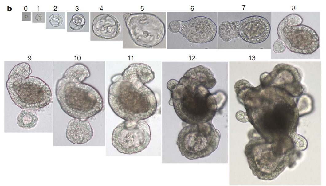 人肠类器官培养手册