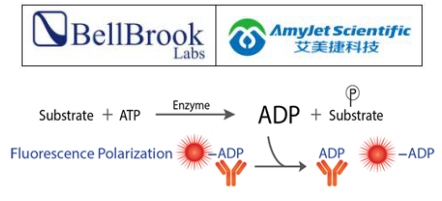 BellBrook 艾美捷Transcreener ADP AMPK 检测方案