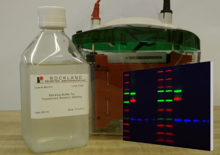 Rockland 荧光WB封闭缓冲液，多重标记，多色成像