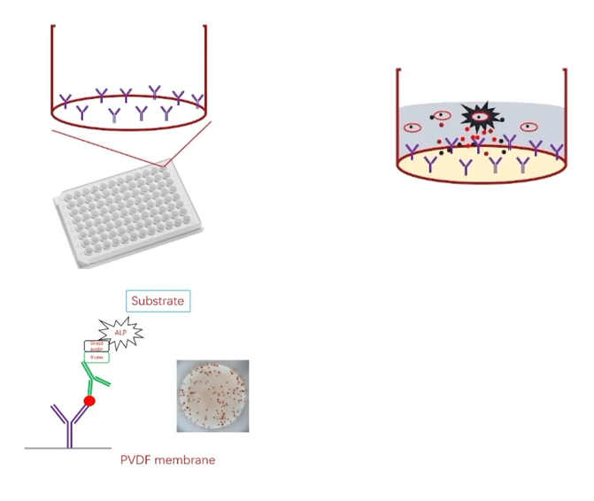 ELISPOT技术｜疫苗免疫效果评价的有效工具