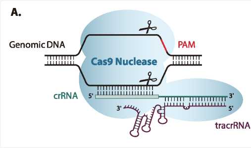 学做CRISPR-Cas9 从sgRNA开始，安捷伦给你解决方案！