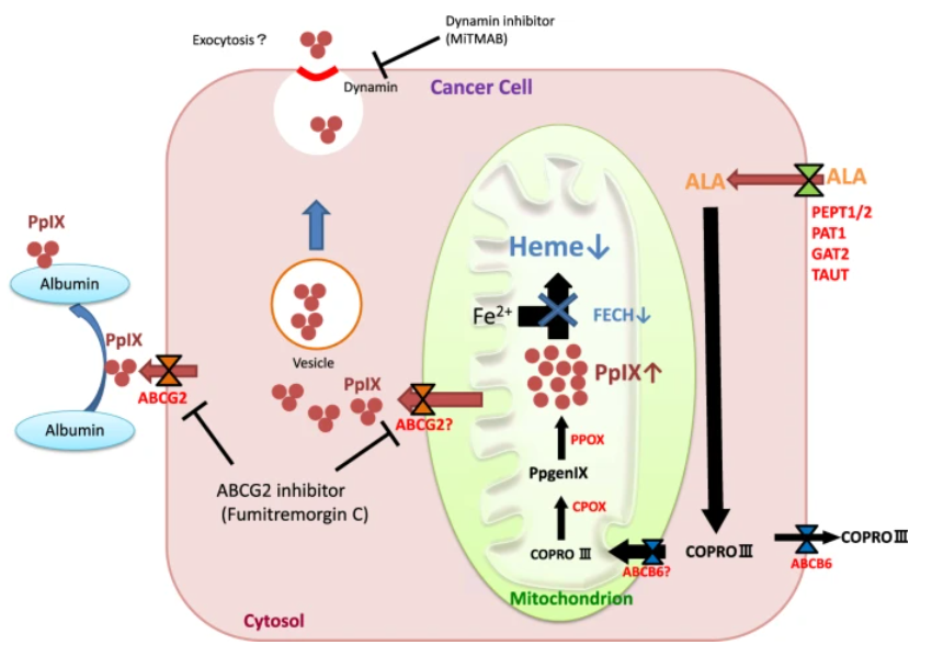 激动剂抑制剂全推荐——Dynamin 抑制剂