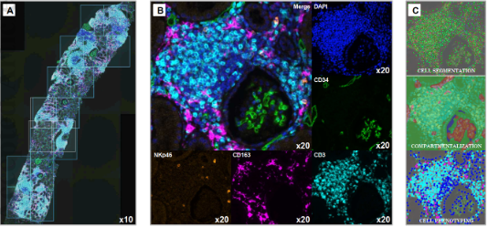 多重荧光免疫组化技术讲座开讲啦！