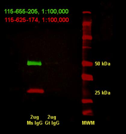 Jackson丨艾美捷荧光免疫印迹法用于定量和多重检测