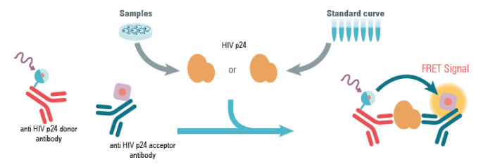L-CAR-T好帮手—慢病毒转染试剂与HIV p24检测试剂盒推荐！