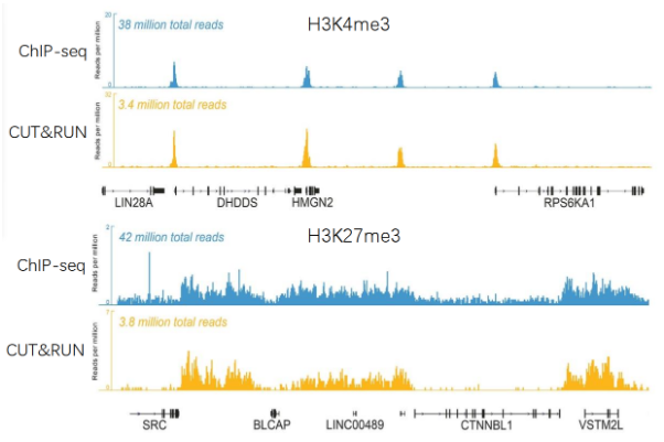 比ChIP更精准高效的蛋白质-DNA互作技术丨EpiNext CUT＆RUN快速套件