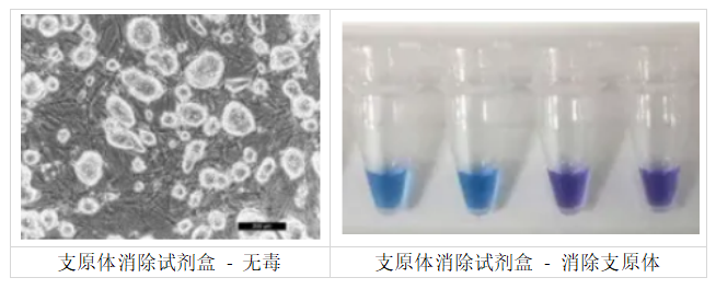 Assay Genie MycoGenie支原体消除试剂盒故障排除FAQ