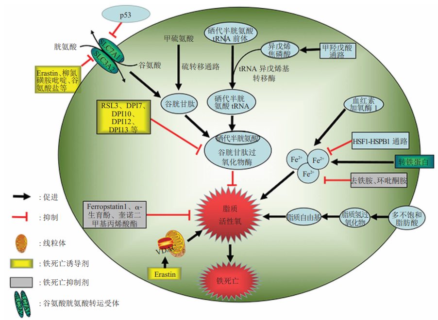国自然热点 | 铁死亡机制及检测方法