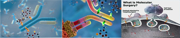 靶向分子试剂跟载体连接
