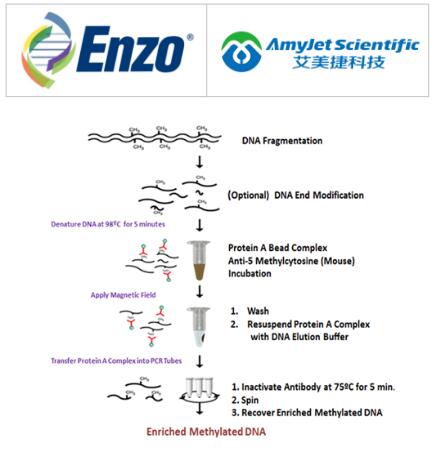 Enzo Life Sciences艾美捷BIOARRAY™ 甲基化 DNA IP 试剂盒 Enzo Life Sciences艾美捷BIOARRAY™ 甲基化 DNA IP 试剂盒