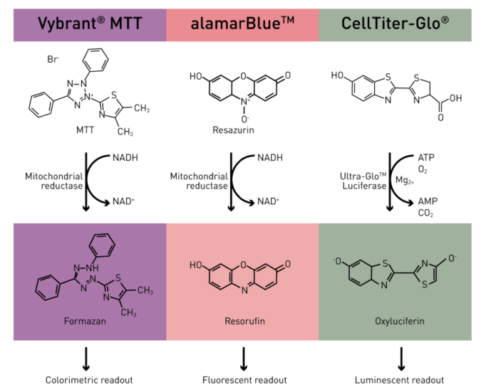 细胞活性检测法比较：发光法、荧光法和吸光度法