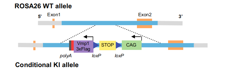 非酒精性脂肪性肝病患者脂肪变性的确切机制