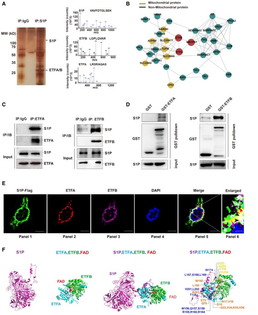 CAOP综合征的致病基因MBTPS1及其致病机制