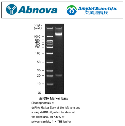 Abnova艾美捷dsRNA Marker Easy说明 Abnova艾美捷dsRNA Marker Easy说明