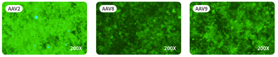 基于AAV的基因治疗前沿进展