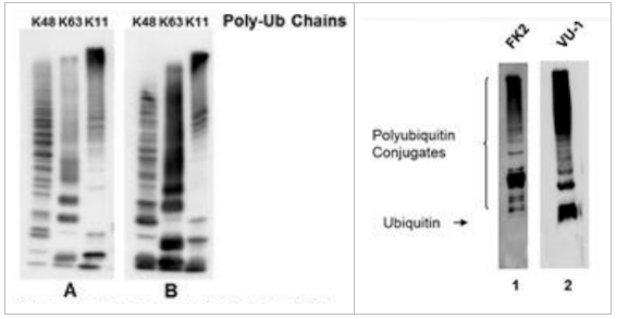 LifeSensors抗泛素抗体（MAb;FK2）-优质抗体，超值抢