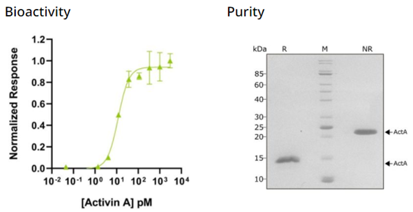 QKine重组人激活素A蛋白，限时促销来袭！
