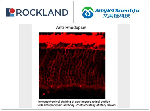 Rockland一抗丨视紫红质抗体解决方案