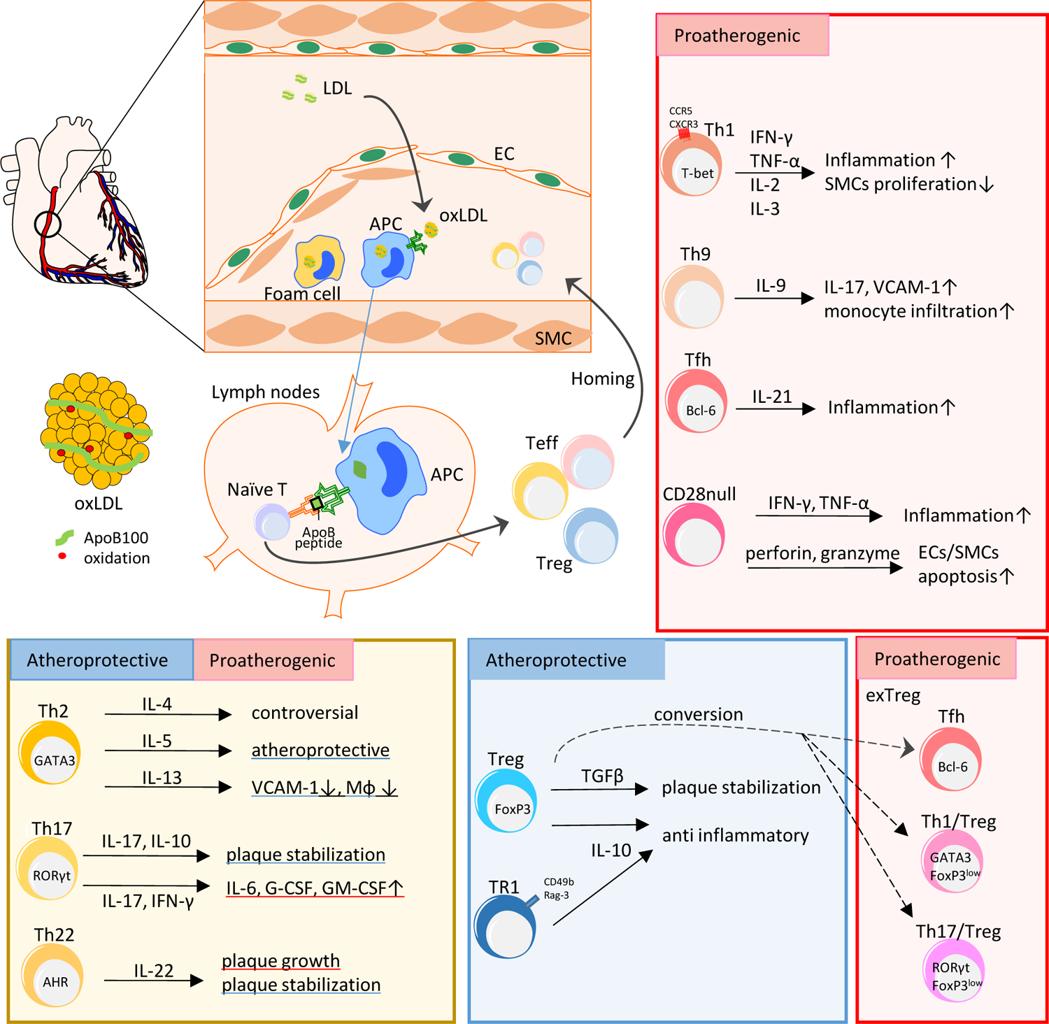 IF49+综述分享丨动脉粥样硬化中的CD4+T细胞功能