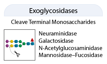 QA-Bio 糖苷外切酶产品