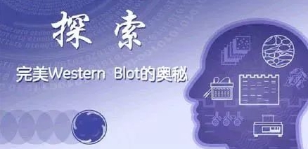 干货分享 | 吐温20在WB中的作用是什么？