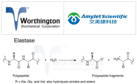 弹性蛋白酶丨Worthington 核心酶详细参考资料 弹性蛋白酶丨Worthington 核心酶详细参考资料
