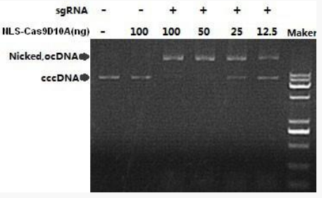 艾美捷nickases内切酶活性检测及相关研究 艾美捷nickases内切酶活性检测及相关研究