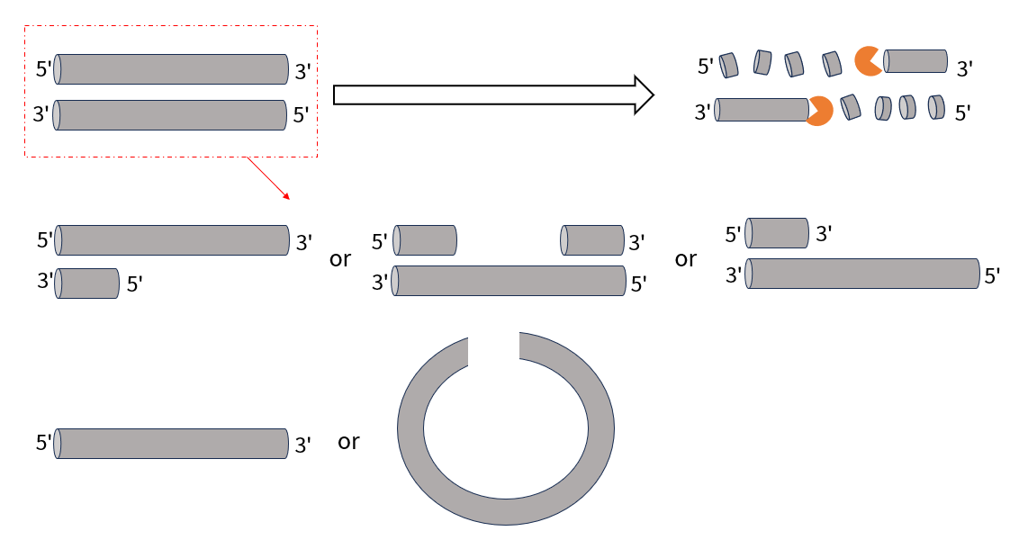 新品|T5核酸外切酶携手无缝克隆，确保100%阳性克隆率，让实验更简单高效！