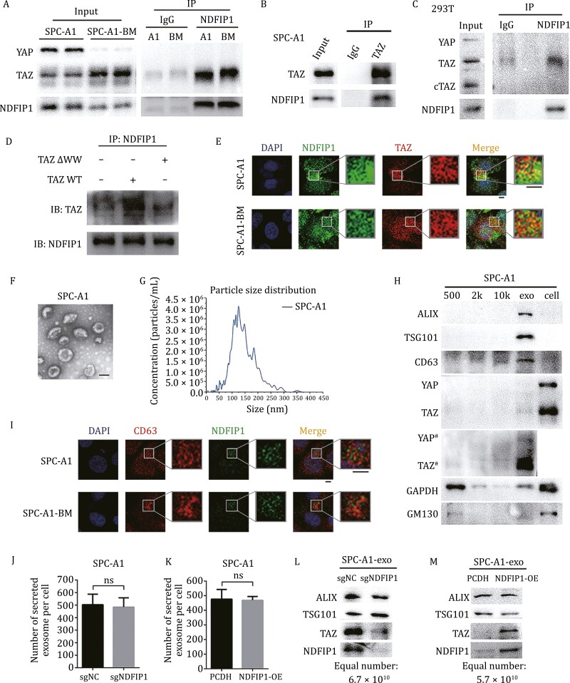 外泌体技术服务