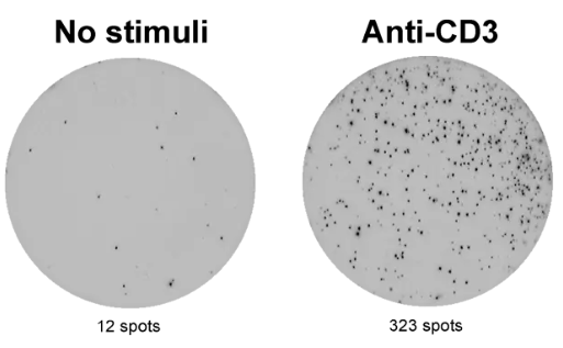 ELISpot Pro:猴IFN-γ(ALP)，囤货正当时！