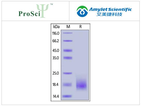 艾美捷ProSci 激活素RIB / ACVR1B重组蛋白方案 艾美捷ProSci 激活素RIB / ACVR1B重组蛋白方案