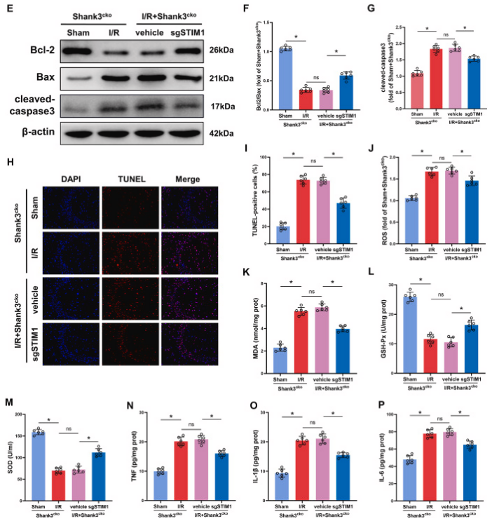 客户文献分享，IF＞11|Shank3：脑缺血再灌注损伤的守护者，揭示神经保护的新篇章
