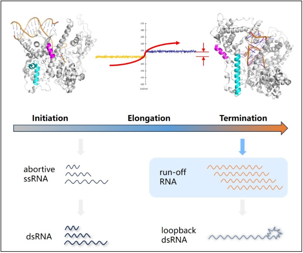 翌圣镁孚泰突破性成果：低dsRNA T7 RNA聚合酶突变体，助力mRNA疗法研究！