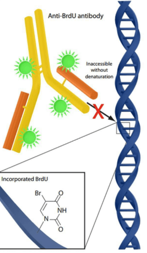 不带标记以及带荧光直标的BrdU抗体，助力科研！