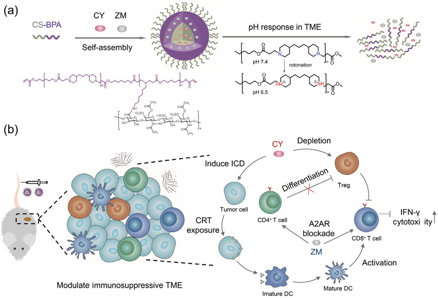 “管”好这种淋巴细胞，会让肿瘤免疫治疗更有效！