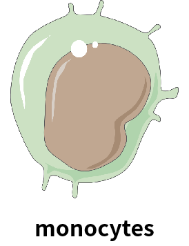 单核细胞.png