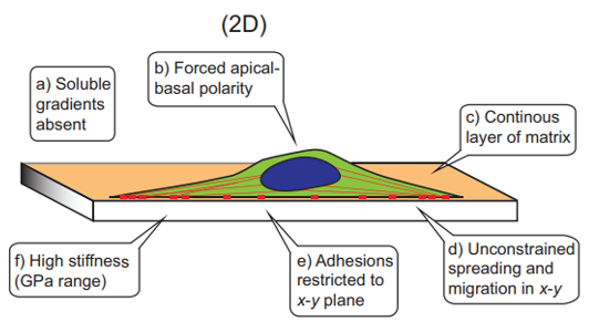 类器官和 3D 培养的重要载体-基质胶