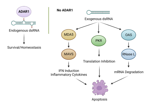 BPS Bioscience 推出ADAR1 荧光素酶报告基因HEK293 细胞系
