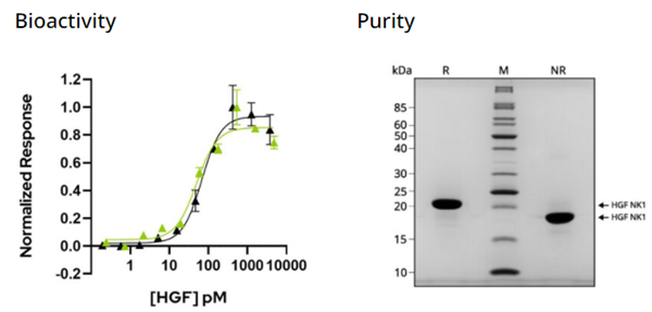QKine重组人HGF NK1蛋白(Qk013)，多买多优惠，惊喜不断