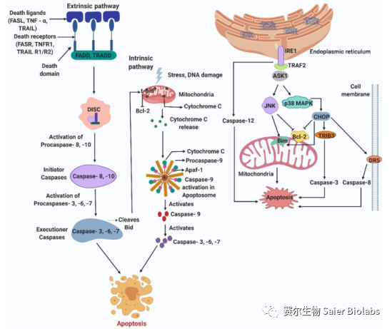 细胞凋亡、焦亡、铁死亡、铜死亡、细胞自噬及相关蛋白标志物