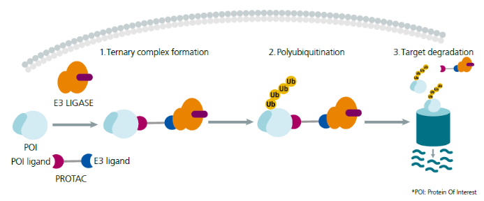 L-均相检测技术在PROTAC中的应用开发