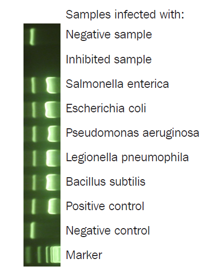 提早知道所培养细胞或培养基中是否有细菌污染的一种方法
