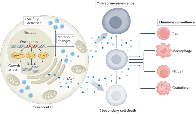 IF60+nature高分综述：衰老和癌症 - 作用和治疗机会